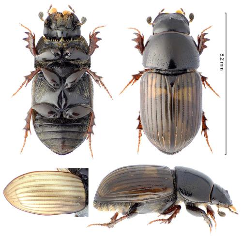 Réf. 329 968 : Aphodius foetidus